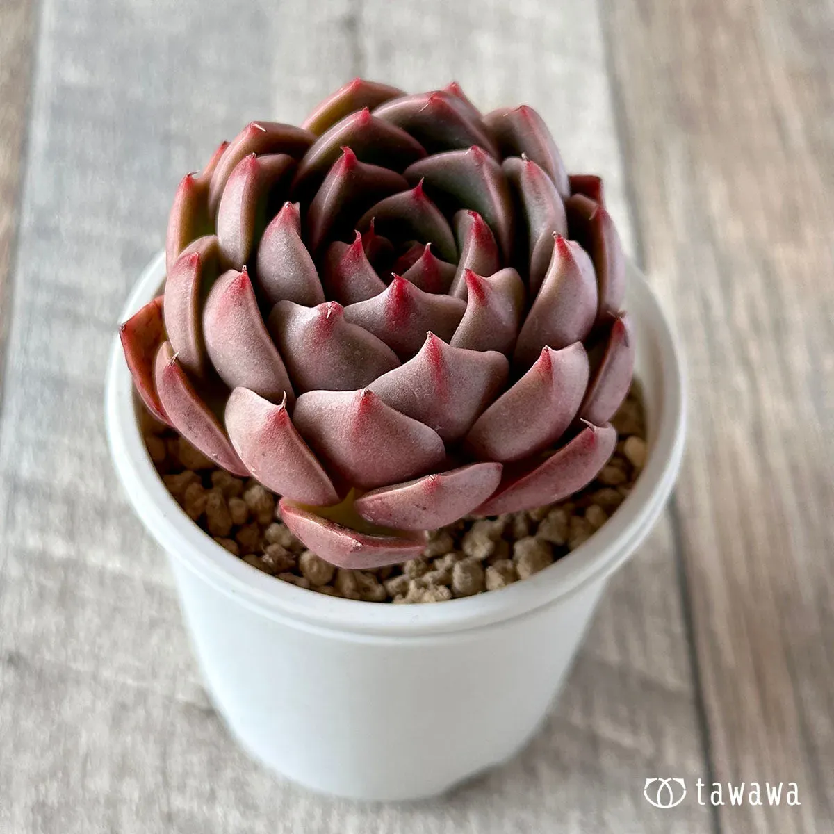 多肉植物 ルドルフの育て方：失敗しない！驚くほど簡単な管理で最高の美しさを引き出す
